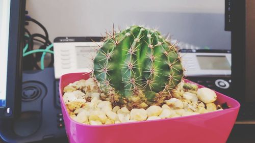 Close-up of succulent plant