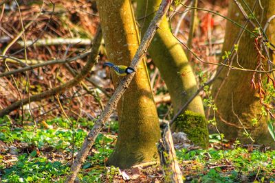 View of a tree in forest