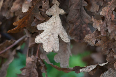 Close-up of dry leaves on tree during winter