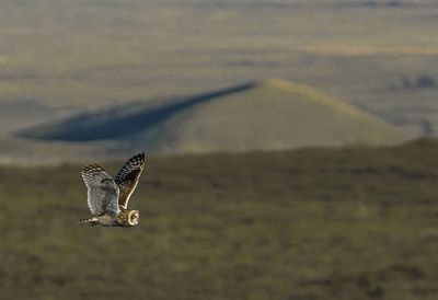 Bird flying over a land