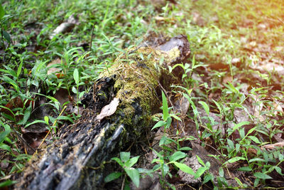 Close-up of moss on tree trunk