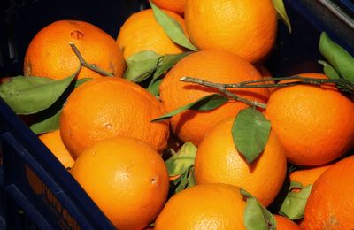 Close-up of oranges