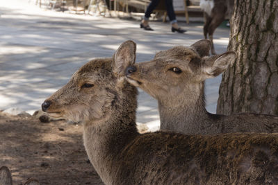 Close-up of deer on field