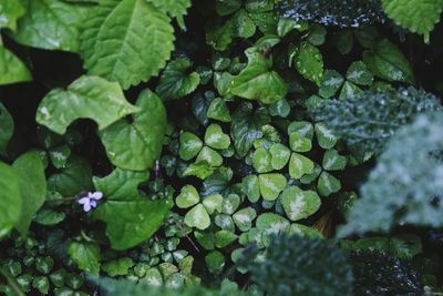 High angle view of raindrops on leaves