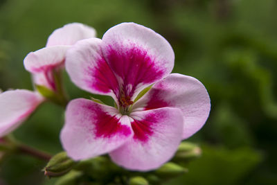 Close-up of pink flowering plant