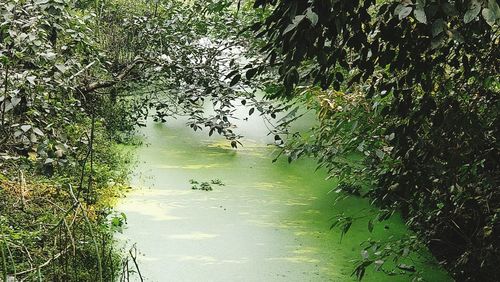 Scenic view of lake in forest