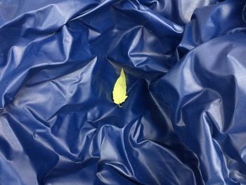 High angle view of blue and white flower on bed