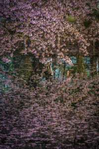 View of cherry blossom tree