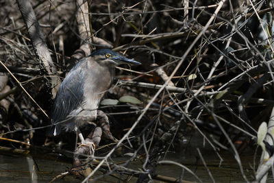 View of bird perching on branch