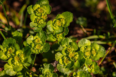 Close-up of fresh green plant in field