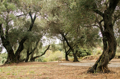 Trees in forest