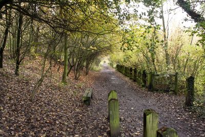 Footpath amidst trees in forest