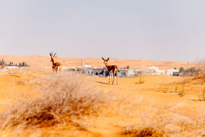 Gazelles on a field in front of buildings 