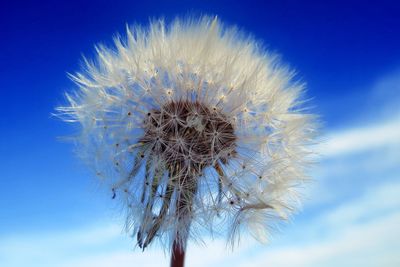 Close-up of dandelion against blue sky