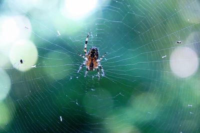 Close-up of spider on web