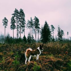 Dog standing on field in forest