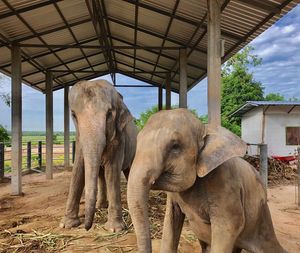 View of elephant in zoo