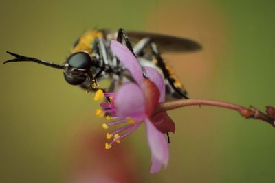 Close-up of insect on flower