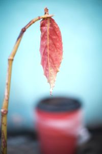 Close-up of dry leaf during autumn