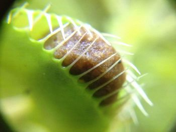 Close-up of caterpillar