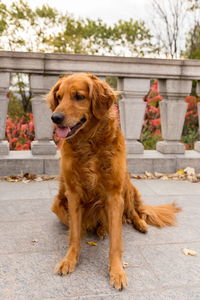 Beautiful fit golden retriever with rare striking dark golden coat sitting with tongue hanging out