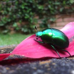 Close-up of insect