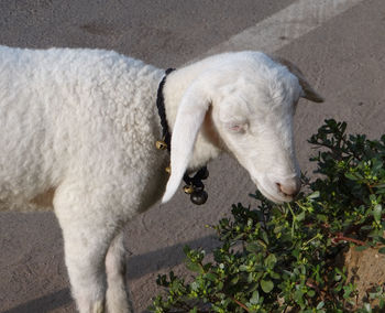 High angle view of white lamb 