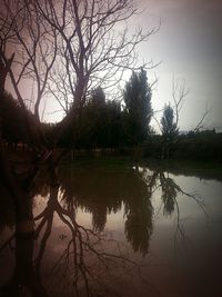 Reflection of bare trees in water