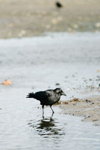 Black bird on beach