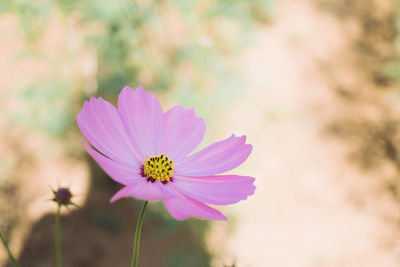 Close-up of pink cosmos flower