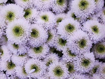 Full frame shot of white flowering plants