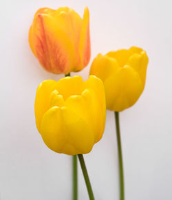 Close-up of yellow tulips against white background