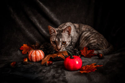 Portrait of cat in a bowl