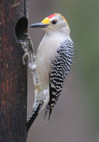 Close-up of woodpecker perching on tree trunk