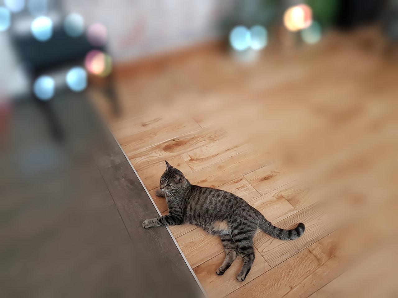 cat, animal, animal themes, pet, one animal, mammal, domestic cat, felidae, hardwood floor, feline, domestic animals, flooring, no people, selective focus, small to medium-sized cats, indoors, wood, kitten, carnivore, home interior, table