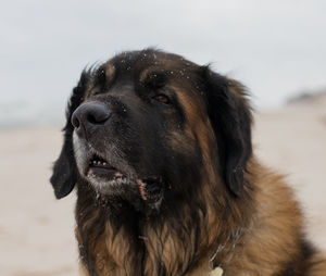 Close-up of dog looking away