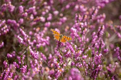 Close-up of butterfly on purple flower