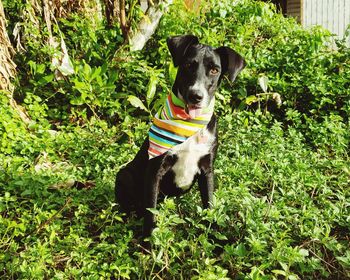 Portrait of dog on field