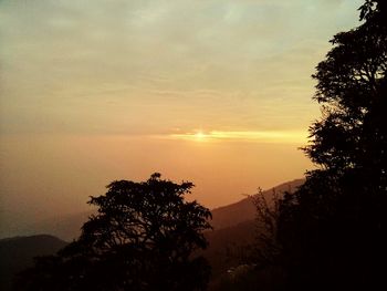 Silhouette of trees at sunset