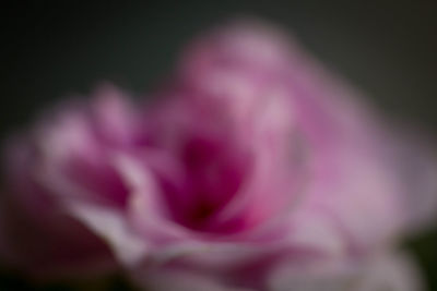 Close-up of pink flower