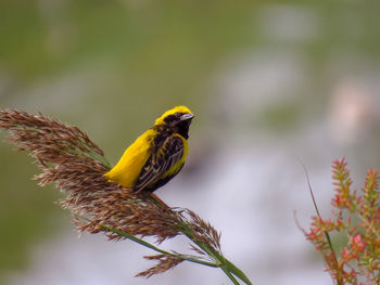 Close-up of bird perching on flower