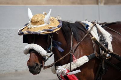 Close-up of horse cart