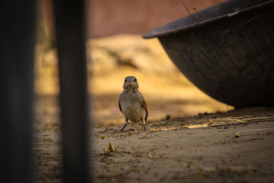 Bird looking away on land