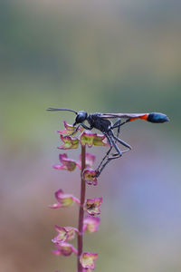 Close-up of insect on flower