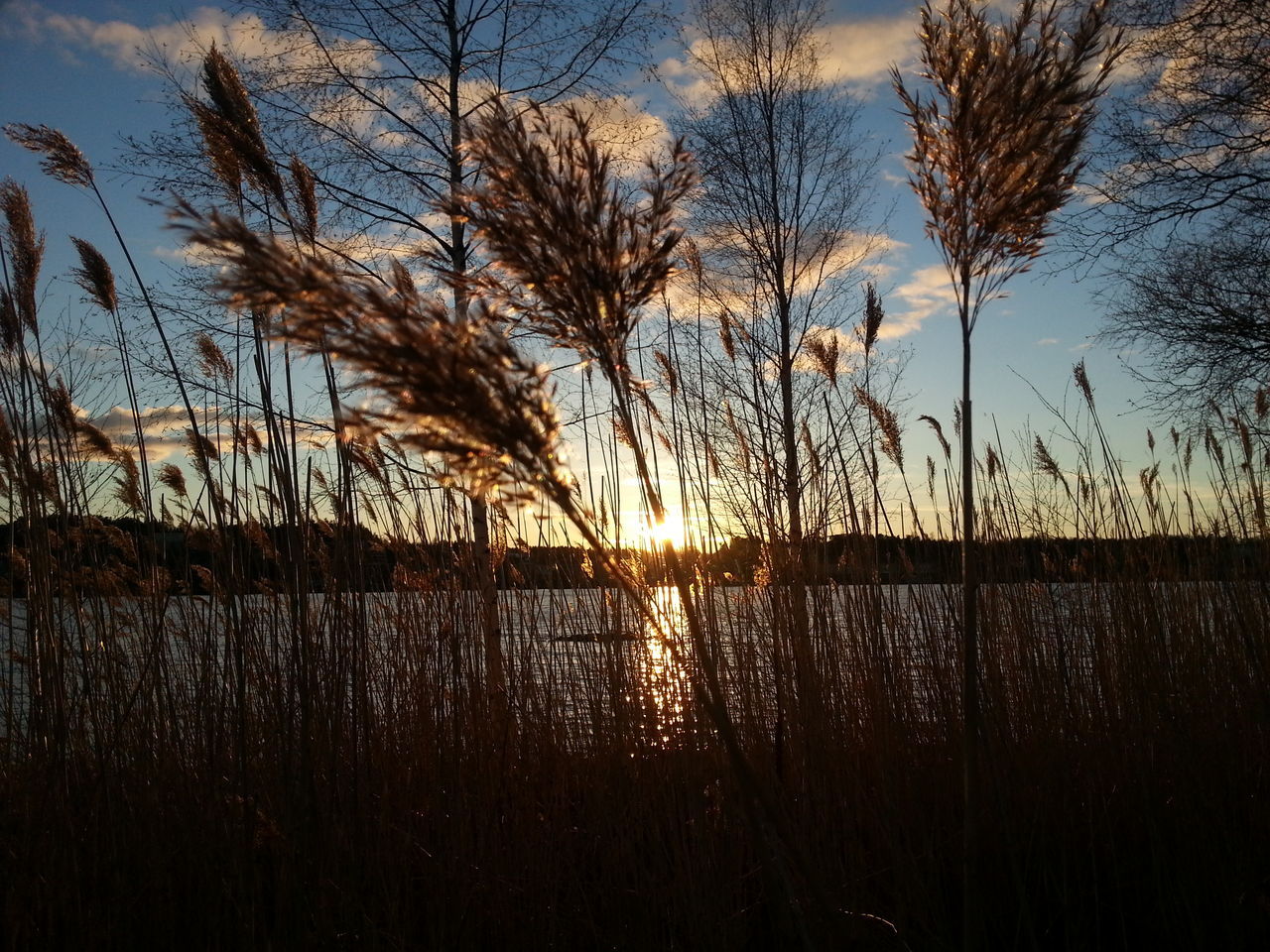 sunset, water, tranquility, branch, sky, tranquil scene, bare tree, tree, silhouette, scenics, nature, beauty in nature, lake, growth, fence, plant, idyllic, outdoors, no people, river