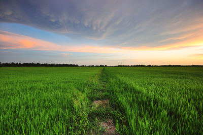 Scenic view of grassy field against cloudy sky during sunset