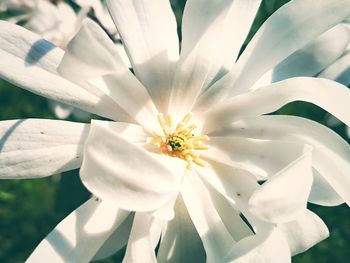 Close-up of flower