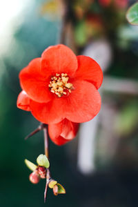 Close-up of red flowering plant