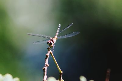 Close-up of dragonfly on plant