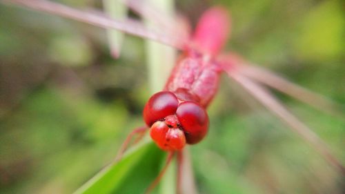 Close-up of red fruit on plant